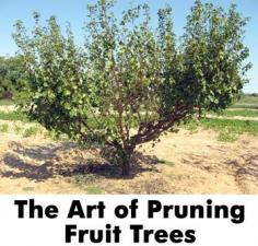 
                        
                            The Art of Pruning Fruit Trees
                        
                    