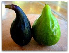 
                        
                            How to Know When a Fig Is Ripe and Ready to Pick
                        
                    