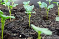 Kale Seedling | growagoodlife.com