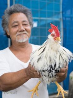 Chickens in Okinawa: Iha-san with his chan  chickens チャーン
