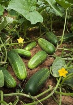 
                        
                            Cucumbers grow on vines and are oh so delicious. I like to pick them, peel them, sprinkle them with salt and pepper and eat them right away....
                        
                    