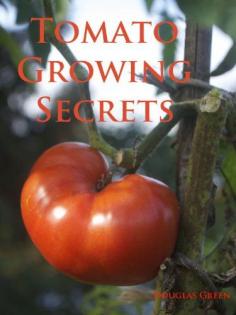 Tomato Growing Secrets. Use Epsom salt. Plant marigolds to prevent nematodes. Use garlic bulbs to improve taste and reduce fungi. Plus so much more!!!