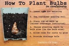 How to plant bulbs in containers | plant your spring-flowering bulbs now! | empress of dirt on #ebay