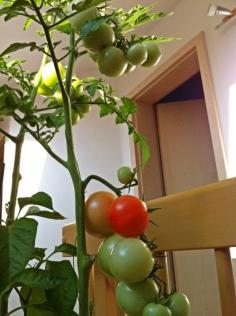 
                        
                            You can easily grow tomatoes indoors at a south facing window. Give your tomato plant banana peelings, egg shells, and coffee grounds. Put them in small holes around the plant and cover them. You'll grow great fresh tomatoes. CLICK PHOTO for how to grow indoor tomatoes.
                        
                    