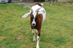 #goatvet likes this short item about a 3 legged goat needing a new home