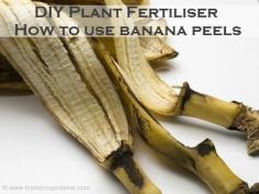 
                        
                            DIY Plant Fertilisers - How to Use Banana Peels. Bananas are rich in important minerals for plant growth. Reusing peels is a sustainable way to make your own free organic fertiliser. This article has helpful tips on ways to use bananas as a plant food supplement including: using dried peels, making banana water, feeding worm farms & staghorns. | The Micro Gardener
                        
                    