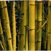 
                        
                            Why Bamboo Could Save Your Life
                        
                    