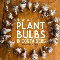 How to plant bulbs in containers | plant your spring-flowering bulbs now! | empress of dirt on #ebay