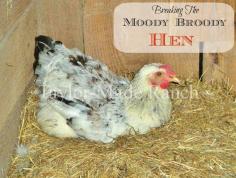 See what we did to successfully & quickly break the Moody-Broody Hen! #TaylorMadeRanch