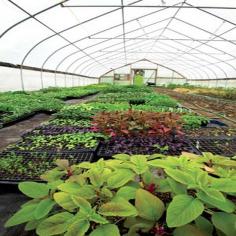 
                        
                            Expert Advice on Greenhouse Growing - Organic Gardening - MOTHER EARTH NEWS
                        
                    