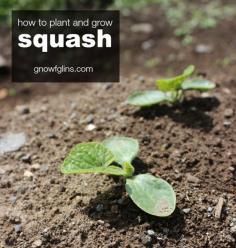 
                        
                            How to Plant and Grow Squash
                        
                    