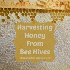 Our sticky adventure in harvesting honey from our bee hives! Montana Homesteader