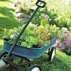 
                        
                            It's easy to grow your own salad. Check out our ideas for a container garden of salad greens.
                        
                    
