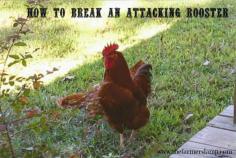 Positively Thoughtful: How to Break an Attacking Rooster