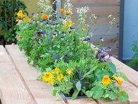 Decorate a wooden picnic table with an edible meadow that has been sunk into the table. Nasturtiums, pot marigolds, and violas all have vibrant blooms that taste as good as they look. Ensure that the planter has drainage holes.