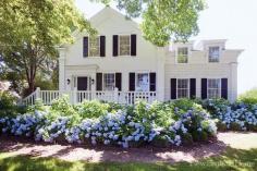 
                        
                            Hydrangea Hedge
                        
                    