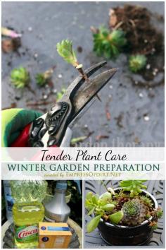 
                        
                            Winter Garden Preparation: The Care and Keeping of Tender Plants | empressofdirt.net
                        
                    