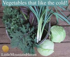 Fall/Winter Gardening Series: Cool Season & Cold Hardy Vegetables - Little Mountain Haven