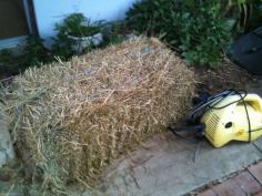 
                        
                            Why I love chooks ... They turn a bale of Lucerne straw & kitchen scraps into 4 barrow loads of compost & into the bargain, they lay eggs
                        
                    