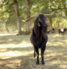 #goatvet likes this photo of a Heritage Spanish goat in USA used to illustrate this article about goat meat demand.