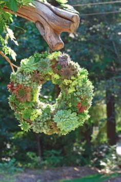 
                        
                            DIY Living Garden Wreath #diy #gardening #succulentwreath livedan330.com/...
                        
                    