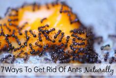 7 Ways To Get Rid Of Ants Naturally