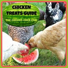 Chicken Treats Guide. Don't Love Your Pets to Death.
