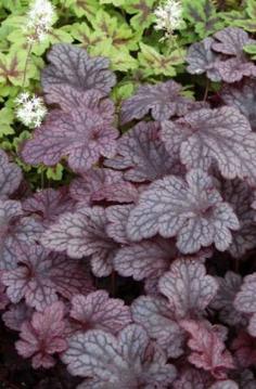 
                        
                            Coral bells make a great fall weather plant
                        
                    