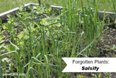 Forgotten Plants: Salsify | Forgotten plants: Once prolific in the kitchen garden's of our ancestors, but now so rare that the average person might never have even heard of them. Many of these deserve to find space in our gardens again! Salsify. This is where my "forgotten plant" adventure began.  | GNOWFGLINS.com