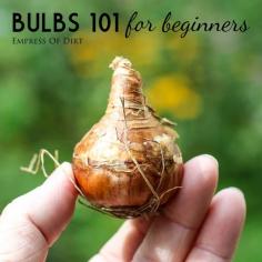 Bulbs 101 for beginners | Easy start for planting beautiful spring-flowering bulbs | It's time! | empress of dirt on #eBay