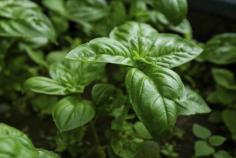 Arguably one of the most popular herbs, basil is a tender annual herb native to the southern regions of Europe and Asia. Since this is critical when growing basil, you may wonder “does basil like cold weather?” Click here to find out.