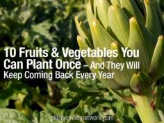 
                        
                            10 Fruits & Vegetables You Can Plant Once — And They Will Keep Coming Back Every Year
                        
                    