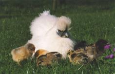 
                        
                            Raising chicks with broody hen
                        
                    