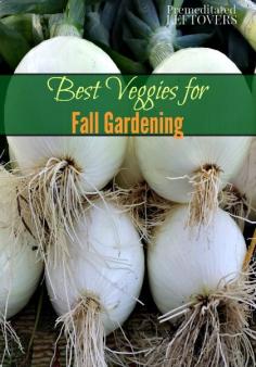 
                        
                            Best vegetables for Fall gardening - Which vegetables you can grow from seed in your fall garden and which vegetables should be started from transplants.
                        
                    