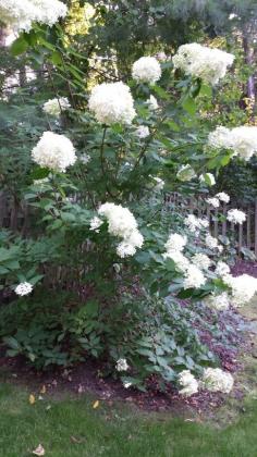 Beautiful Limelight Hydrangea... One of the all time great shade plants. www.landscape-des...