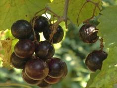 How to grow muscadine grapes