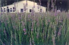 Lavender Hill Farm & Winery in Haskell offers wine tastings as well as their lavender farm gift shop.