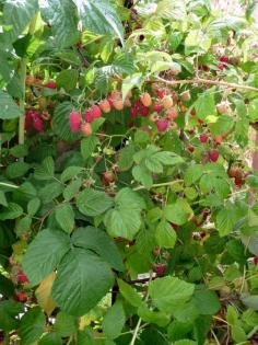 In order to get the most from your crops, it’s important to practice annual pruning raspberry pruning. So how do you prune raspberry bushes and when? Find out in the article that follows.