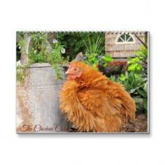 
                        
                            By Popular Demand, The Chicken Chick's Flock Calendar is now for sale!
                        
                    