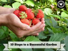 
                        
                            10 Tips for a Successful Vegetable Garden - From Scratch Magazine
                        
                    