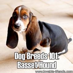 Dog Breeads 101 - Basset Hound