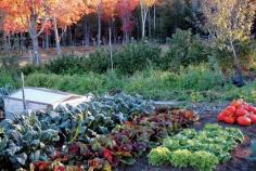 Start now for your best fall garden and harvest broccoli, carrots, kale, lettuces, spinach and more for your holiday feasts.