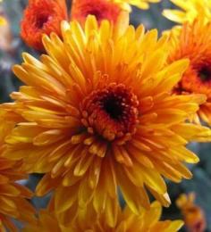 Add color to fall yard with mums