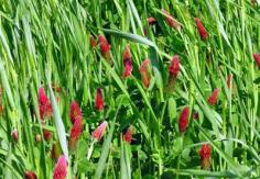 Cover crops, especially legumes, are best planted a couple weeks ahead of the first killing frost — as if our changing weather patterns give us any clue as to when that’s going to happen — to give them time to germinate.