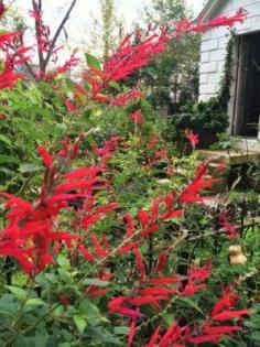 
                        
                            Calling all Hummingbirds.....Plant Pineapple Sage ...Get your garden growing with the humor and wisdom of editor Steve Bender.
                        
                    