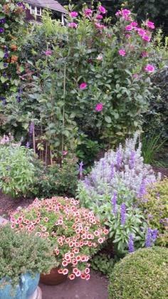 End of season  perennials. What color! Go to www.landscape-des...  for more landscaping ideas.