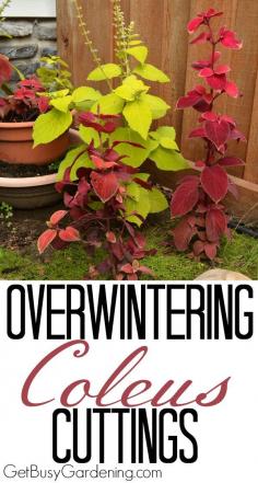 
                        
                            Coleus are really easy to grow indoors through the winter. You can grow your favorite coleus varieties year after year without spending a dime buying new plants each spring. Here are step by step instructions for Overwintering Coleus Cuttings | GetBusyGardening.com
                        
                    