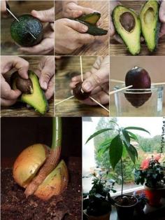
                        
                            (TruthSeekerDaily) The next time you eat an avocado or use one in a recipe, save the stone or pit. Planting your own avocado tree is fun and easy. It is a perfect task for all ages - for the garden, for indoors, and also makes a great project for class or at home! In…
                        
                    