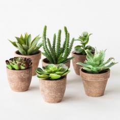 
                        
                            Green Thumb Succulents
                        
                    