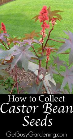 Did you know that you can collect and store castor bean seeds from your garden, and grow them year after year? Here's How To Collect Castor Bean Seeds From The Garden! | GetBusyGardening.com